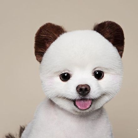 萌出血的小博美，涂上了腮红，粉粉嫩嫩哒，请叫我粉嘟嘟~