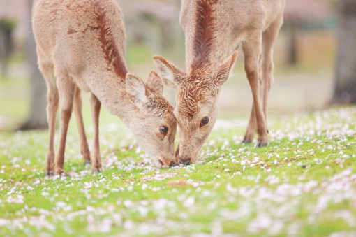 真真是极好的一组旅行风光摄影，来自摄影师刘顺儿妞的『樱花与鹿』唯美日系小清新摄影作品，原来鹿与樱花是这么完美的一种搭配，你喜欢吗。。
