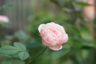 小孩の花