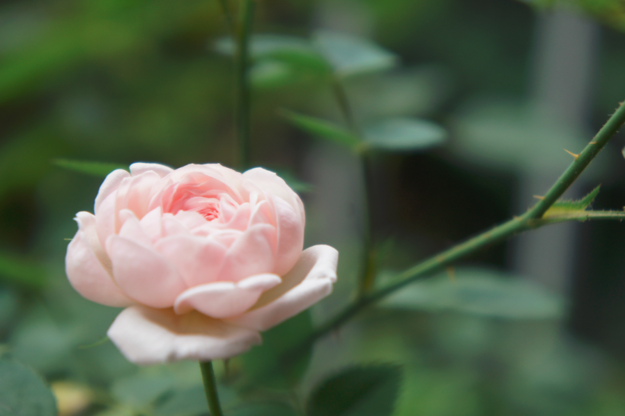 小孩の花