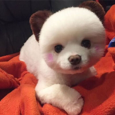 萌出血的小博美，涂上了腮红，粉粉嫩嫩哒，请叫我粉嘟嘟~