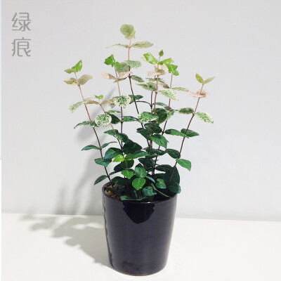 广州 绿痕 绿植 植物 花叶络石 盆栽 净化空气 家居美化景观 生日