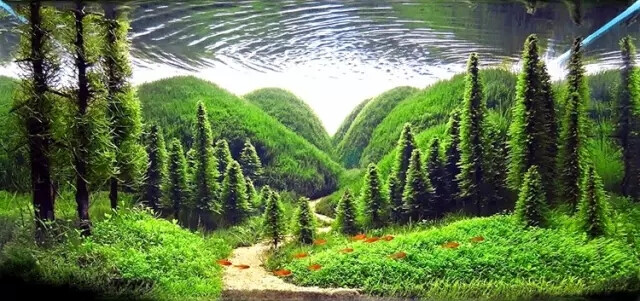 水草森林，太赞了！