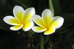 鸡蛋花（Plumeria rubra L. cv. Acutifolia），别名缅栀子、蛋黄花、印度素馨、大季花，夹竹桃科、鸡蛋花属落叶灌木或小乔木。 鸡蛋花花语：孕育希望，复活，新生。鸡蛋花花期是五月到十月，它没有神秘的传说，没有优雅的气质，高贵的芳姿，却有着很简单的外表---用五片花瓣组成了一个清新，充满希望的花语。 鸡蛋花是老挝国花，也是广东省肇庆市的市花。