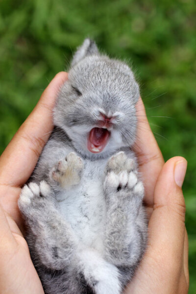 (〃▽〃)兔几可真是能在萌物和逗逼间随意切换的神奇生物......如果能抱走，最喜欢第几只？