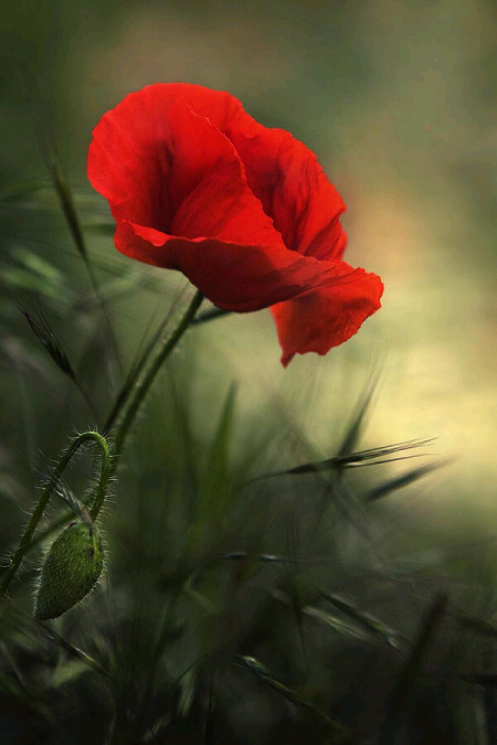 花语 虞美人（学名：Papaver rhoeas L.）：一年生草本植物。 白色虞美人：象征安慰、慰问。 粉红色虞美人：代表极大的奢侈、顺从。 虞美人在古代寓意着生离死别、悲歌。