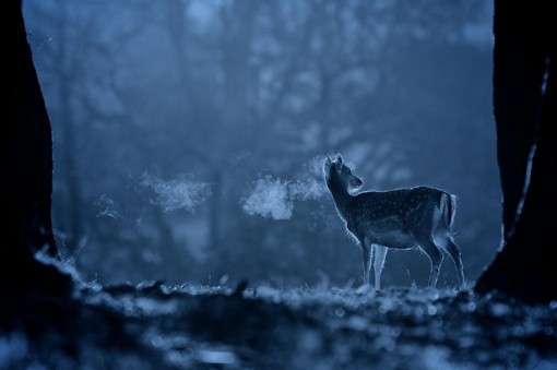 来自摄影师@Mark Bridger的一组小清新风光摄影作品，拍摄的是冬天里的森林中的麋鹿，搭配后期处理的冷色调视觉效果，更显神秘与浪漫感。
