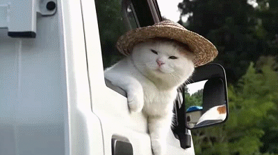 “走吧，她不会来了”。。。 猫叔内心戏十足，奥斯卡欠你一座小金人