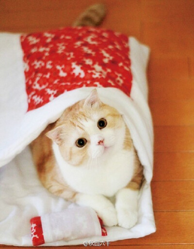 日本那家专注做猫咪产品的店铺“猫部”又出新品了！「猫咪被窝」，共六款不同的花色，模特照也是萌得人一脸血_:(´ཀ`」 ∠):_