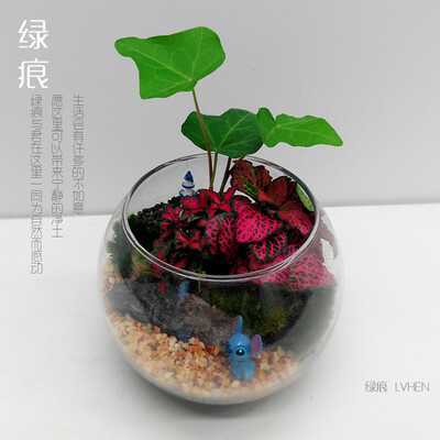 绿痕 微景观 DIY 包邮 探索 10cm 苔藓生态缸 办公室 创意盆栽