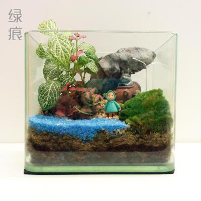 包邮 绿痕 苔藓微景观 DIY 山水之间 15cm生态瓶 创意盆栽 礼物