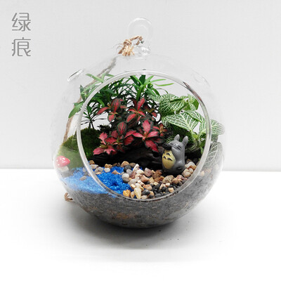 绿痕 微景观 DIY 包邮 自然 15cm 苔藓生态吊瓶 办公室 创意盆栽