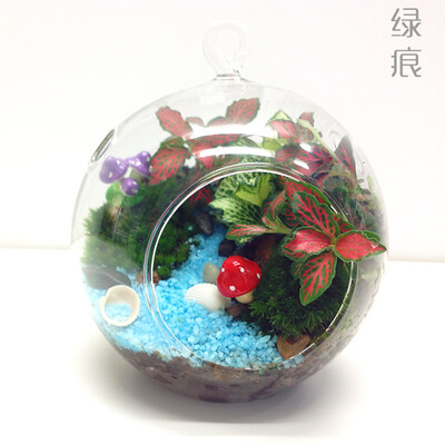 绿痕 微景观 DIY 包邮 细水长流 10cm 苔藓生态吊瓶 办公室盆栽