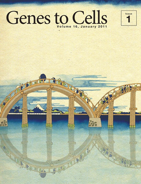 Overlooking Mount Fuji in the distance through the arching wooden bridge, reflected on the water surface, forming complete circles to resemble a pair of spectacles or a ‘double helix.’（透过拱形的木桥远眺富士山，桥身倒映在水面上，组成完整的圆环，似一壮观的双螺旋景象。）