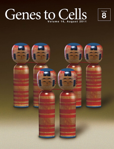 Being inspired by the similarity in the appearance, KOKESHIs are portrayed as metaphase chromosomes, which pair KOKESHIs. It deserves attention that each pair of KOKESHI is designed the same and tied with a thread at their necks (kinetochores) each other.