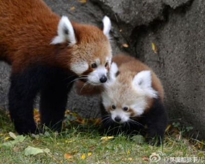 底特律动物园刚出生的一只小熊猫.... 妈妈叫大石TaShi，宝宝叫豆腐 Tofu..... 化了~~~