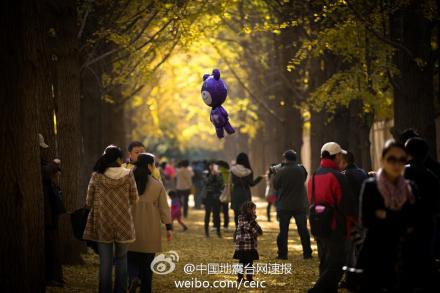 周末的早晨，镇长又去了北京钓鱼台的银杏树林，没有雾霾、没有堵车的北京是如此的美丽（图自@宣武瓦力 ）