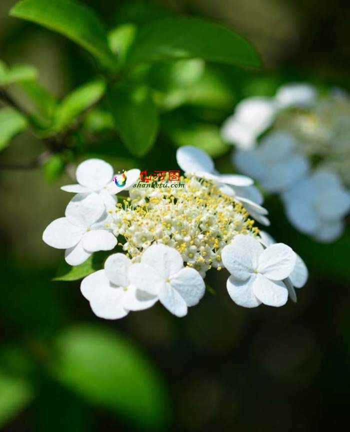 琼花荚蒾