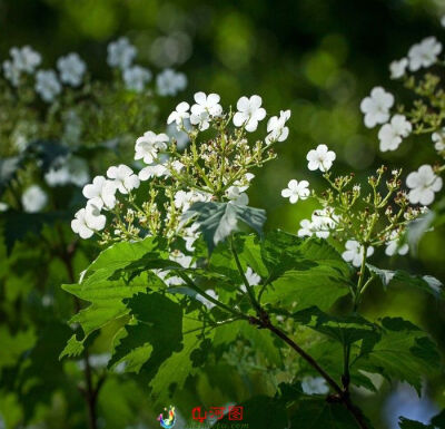 鸡树条荚蒾