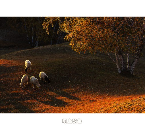 来自poco摄影师桧雪的唯美秋天风光摄影作品，这个国庆假期你有没有去这里玩呢。『“坝上”是一地理名词，特指由草原陡然升高而形成的地带，又因气候和植被的原因形成的草甸式草原。』