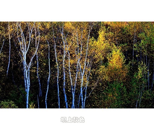 来自poco摄影师桧雪的唯美秋天风光摄影作品，这个国庆假期你有没有去这里玩呢。『“坝上”是一地理名词，特指由草原陡然升高而形成的地带，又因气候和植被的原因形成的草甸式草原。』