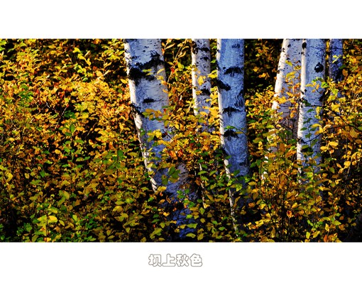 来自poco摄影师桧雪的唯美秋天风光摄影作品，这个国庆假期你有没有去这里玩呢。『“坝上”是一地理名词，特指由草原陡然升高而形成的地带，又因气候和植被的原因形成的草甸式草原?！? id=