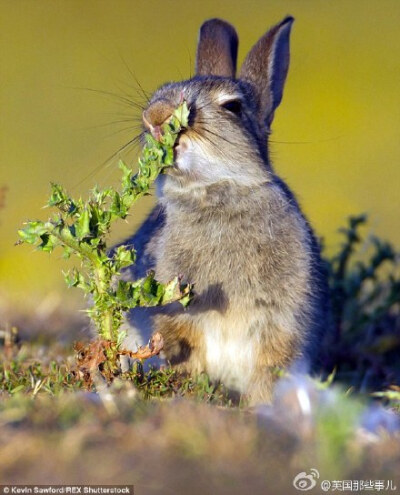 英国一只小兔子饥不择食的啃了一颗带刺的草之后表情瞬间的变化........... 看着都心疼-。-