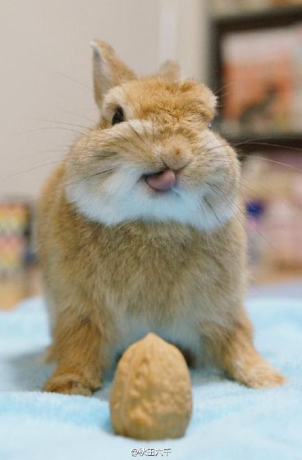 推主evo3183家的兔纸potato，明明可以靠卖萌吃饭，然而偏偏喜欢玩颜艺，表情丰富得能凑成一个表情包ι(｀ロ´)ノ