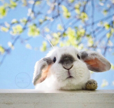 一只生活在瑞典的四岁垂耳兔exemple，简直萌哭惹！