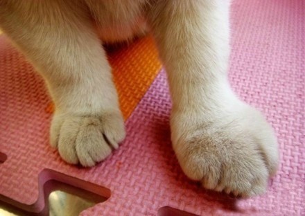 俗话说猫爪子贱狗嘴巴贱的确凿铁证哈哈哈哈对不起哈哈哈哈哈哈