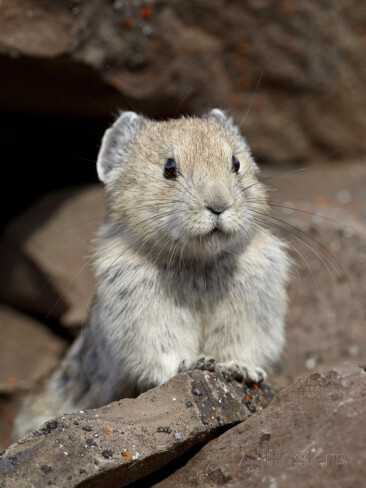 这货叫American Pika, 美国鼠兔，有点蠢萌