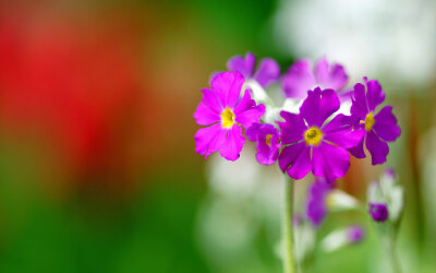 报春花特写高清桌面壁纸