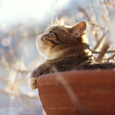 小清新风格的唯美可爱猫咪图片