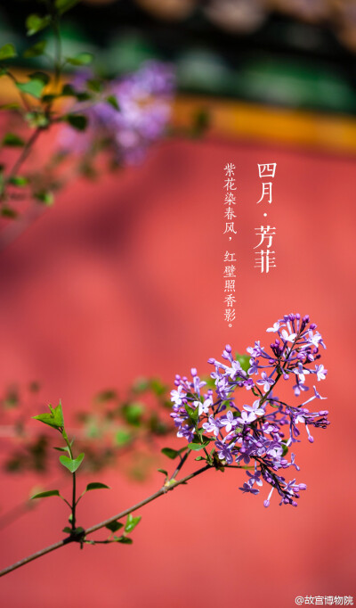 紫花染春风，红壁照香影。#紫禁城岁时#飞絮蒙蒙中，四月将尽，群芳暂歇。桃李海棠，丁香牡丹，次第开落，待芬芳散去，始觉春去，夏将至。人间景象万般旖旎，念怀【四月•芳菲】。