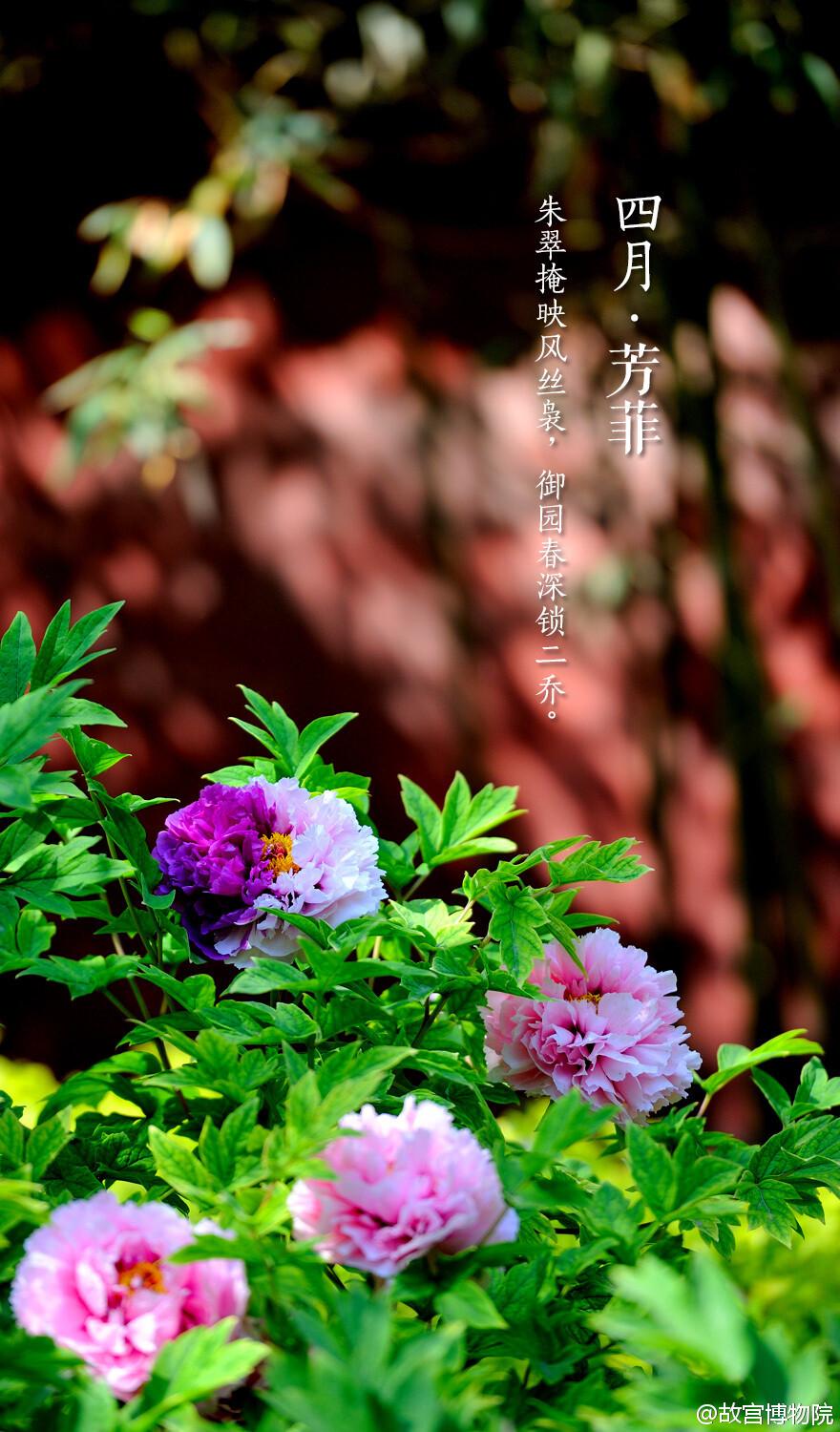  朱翠掩映风丝袅，御园春深锁二乔。#紫禁城岁时#飞絮蒙蒙中，四月将尽，群芳暂歇。桃李海棠，丁香牡丹，次第开落，待芬芳散去，始觉春去，夏将至。人间景象万般旖旎，念怀【四月•芳菲】。@故宫博物院 中国 传统美学 诗词