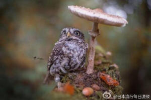 【避雨的猫头鹰】果然长得像喵星人的智商都特别高呢…