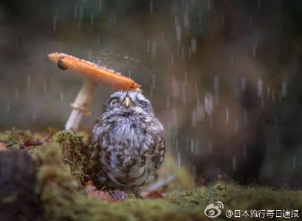 【避雨的貓頭鷹】果然長(zhǎng)得像喵星人的智商都特別高呢…