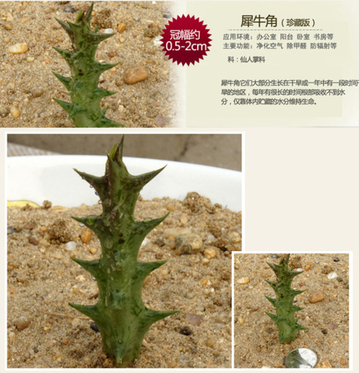 多肉植物——犀牛角