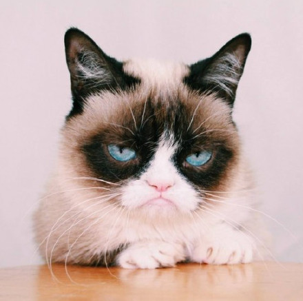 分享一只伐开心喵星人 又可以做表情包了（realgrumpycat）