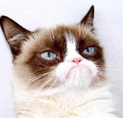 分享一只伐开心喵星人 又可以做表情包了（realgrumpycat）