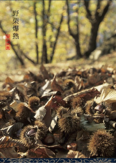 霜降 | 氣肃而凝,露結為霜。草木浸黃，葉落滿徑。枯木掛柿，飛鳥來啄。稻梗凝白，寒窗霜冷。萬戶曬柿，甘蔗刮霜，南北殊異。野栗爆熟，百花茶茗，養生之道。暮遲忘归秋暮晚，溪橋不度冷月斜。