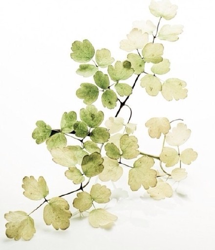 【 精美的 水彩植物 】