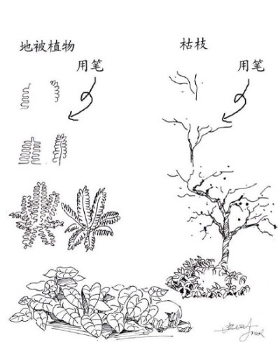 #绘画学习# 一些实用的 植物速写技法，累积下来了好资料，学习！