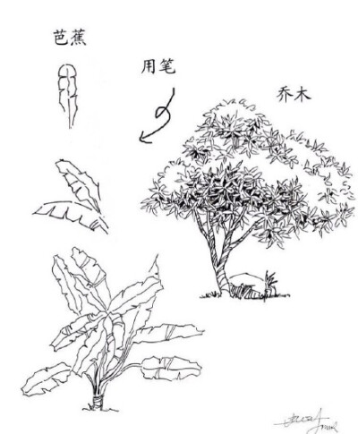 #绘画学习# 一些实用的 植物速写技法，累积下来了好资料，学习！