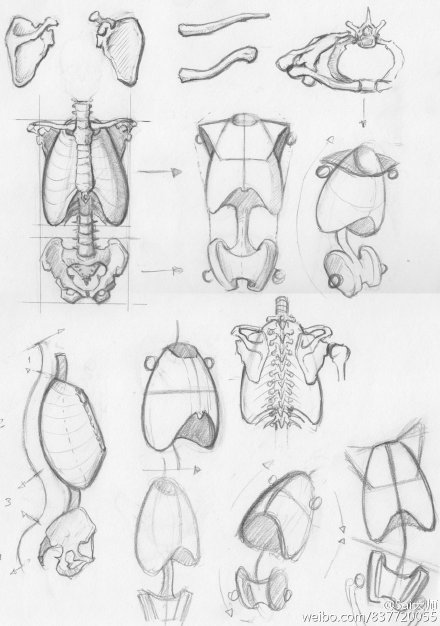 #绘画学习# 【人体结构绘制练习】human anatomy （by RV1994）