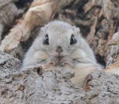 这种小飞鼠（Flying Squirrels）在日本和欧洲都有发现，胖虽胖，能滑翔，它撑开身上的膜在两棵树间能滑翔上百米，能吃，贪睡，简直太萌