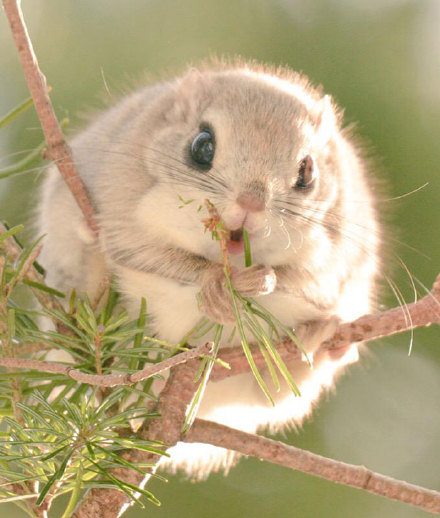 这种小飞鼠（Flying Squirrels）在日本和欧洲都有发现，胖虽胖，能滑翔，它撑开身上的膜在两棵树间能滑翔上百米，能吃，贪睡，简直太萌