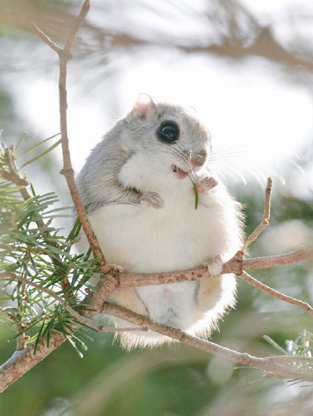 这种小飞鼠（Flying Squirrels）在日本和欧洲都有发现，胖虽胖，能滑翔，它撑开身上的膜在两棵树间能滑翔上百米，能吃，贪睡，简直太萌