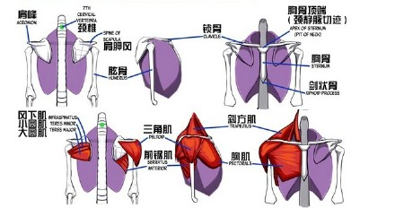 sai资源库# 动漫人物的肩胛带是怎么运动的,非常实用的绘画资源,值得