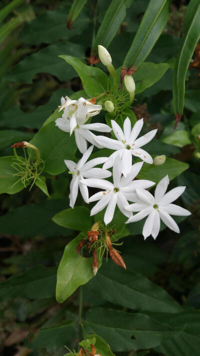 高要砚岗,奇花异草